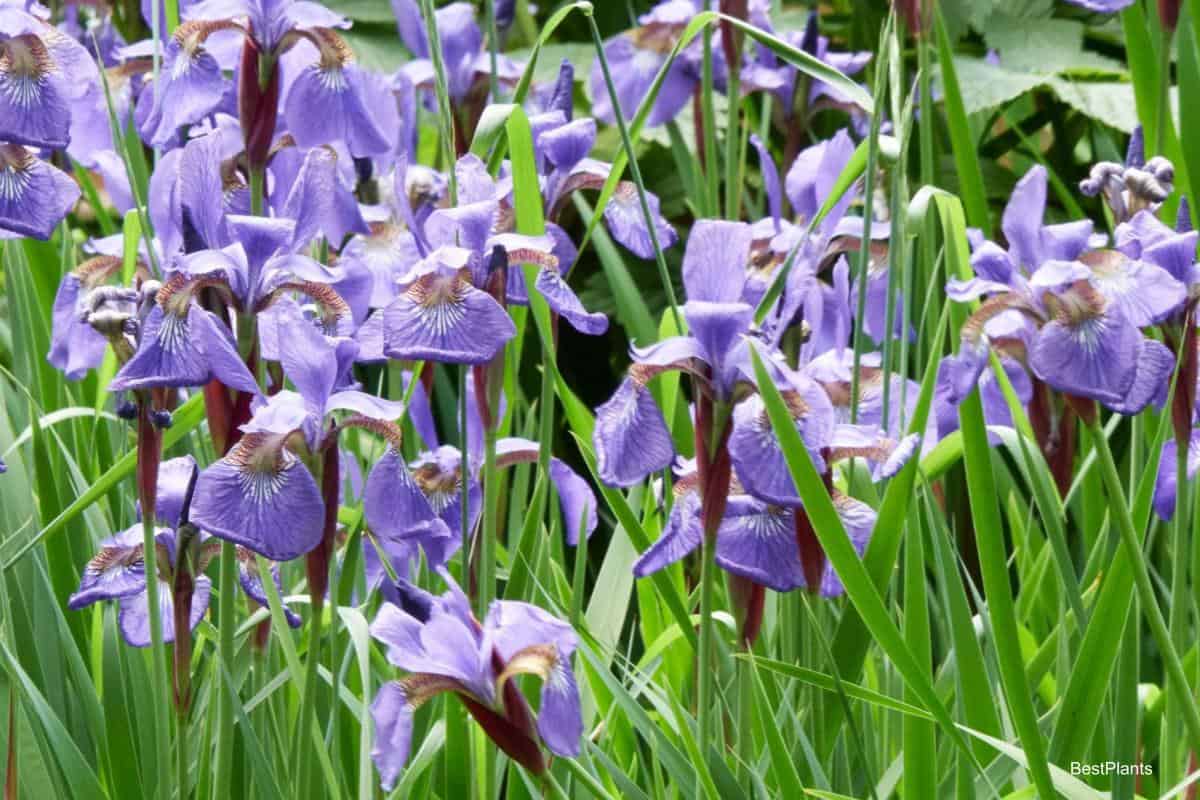 Growing Iris Plants For Exhibits