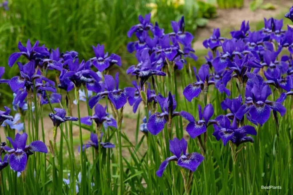 Growing Non-Bearded Iris