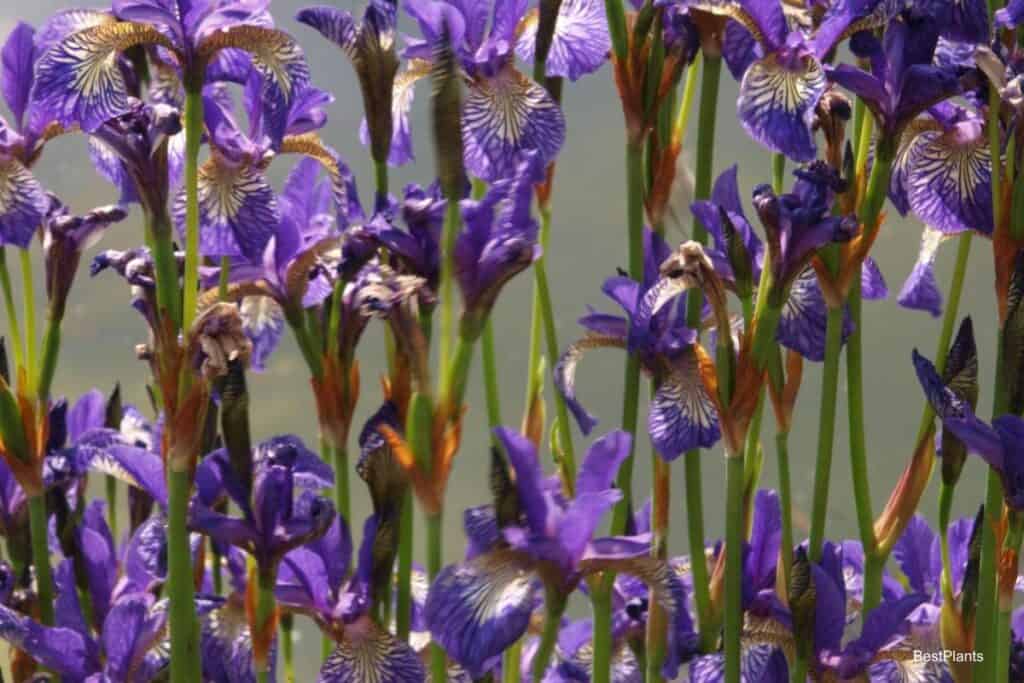 spuria iris win gardeners