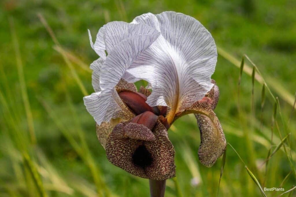 minnesota oncocyclus iris