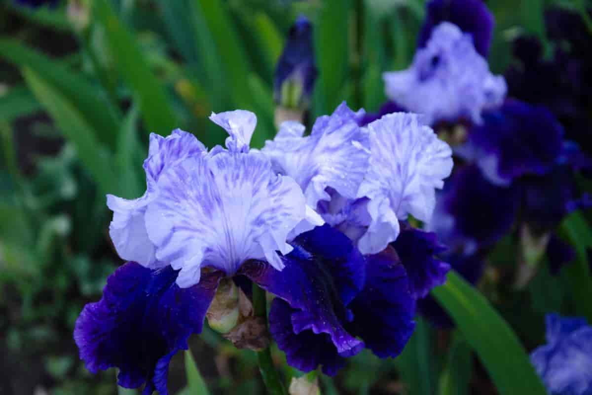 Median Iris