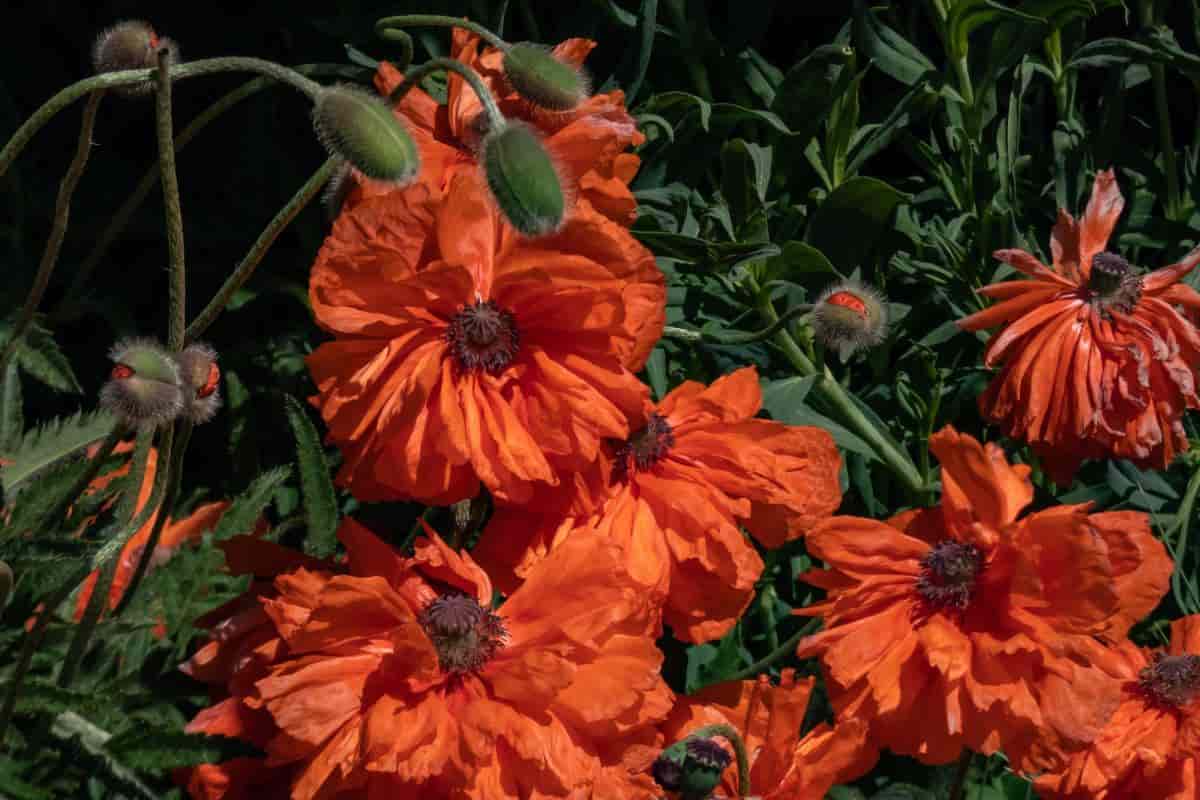 blooming orange oriental poppies