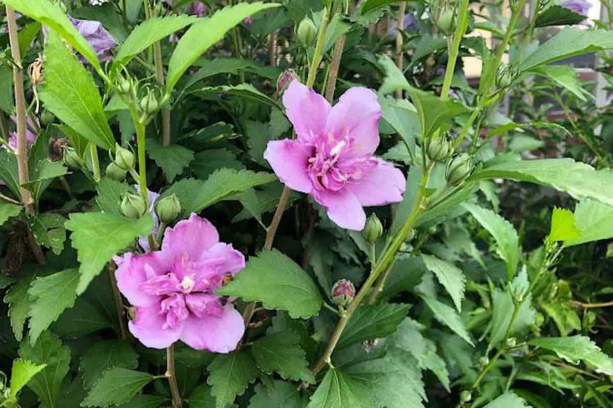 Nostalgic Shrub