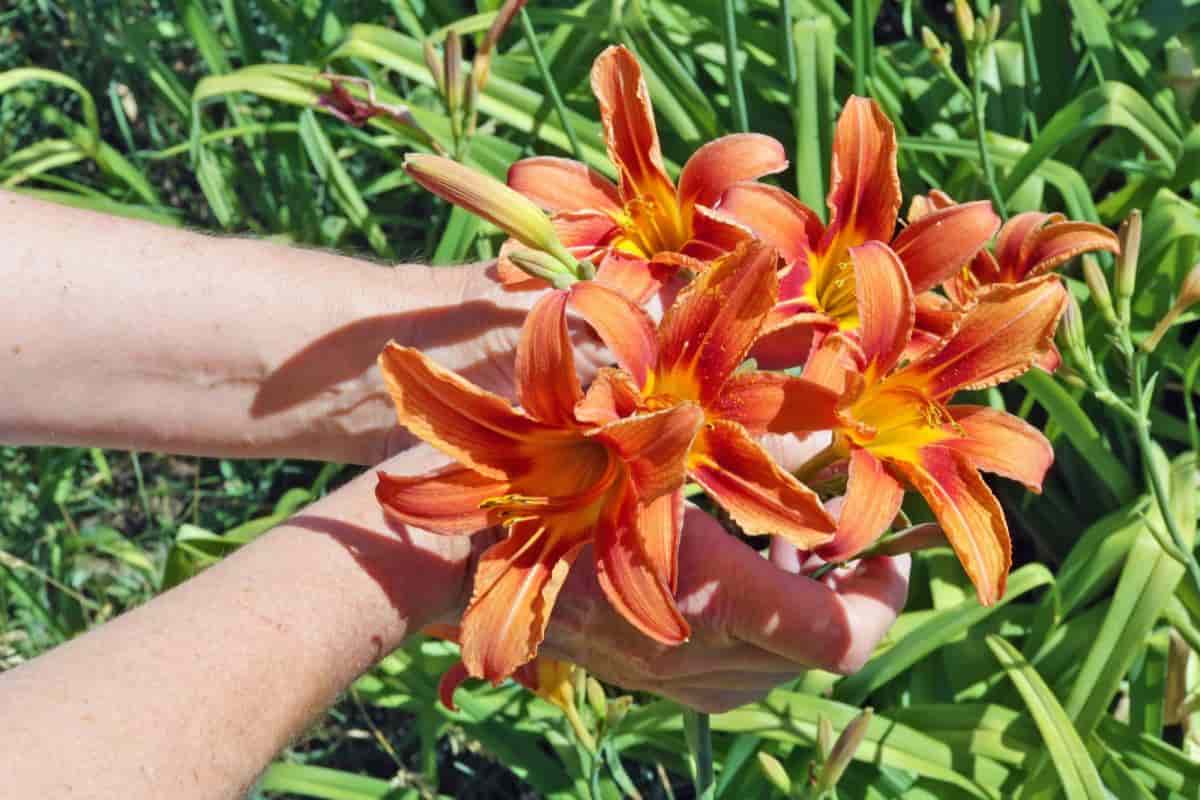 Growing Lilies