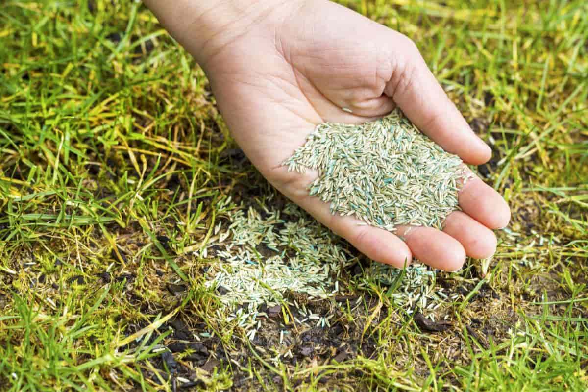 Time To Seed Lawns