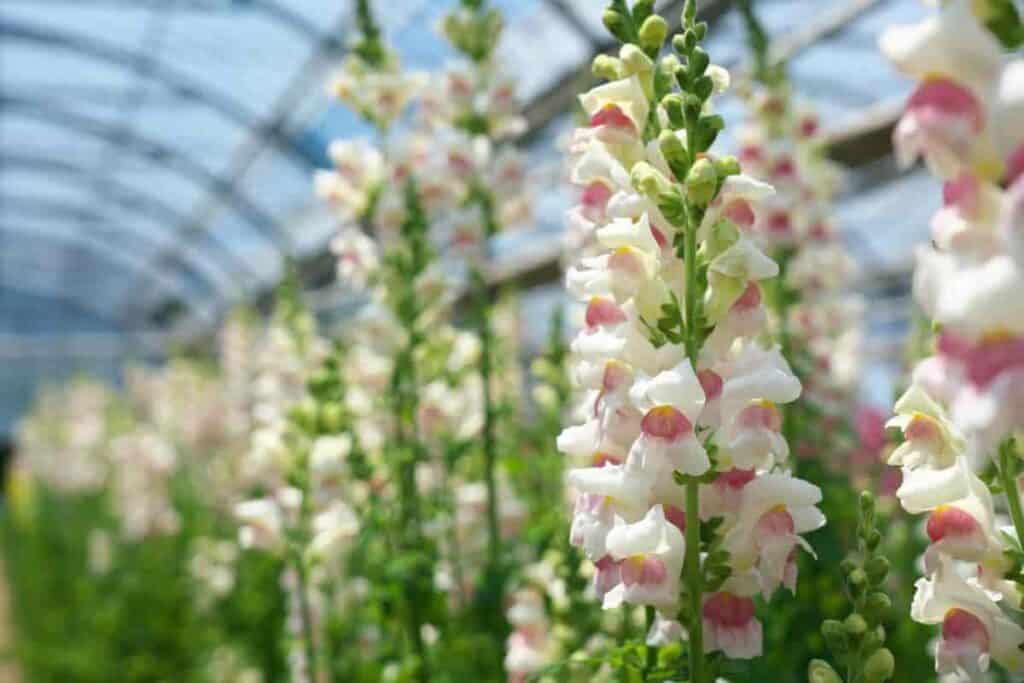 Greenhouse Snapdragons