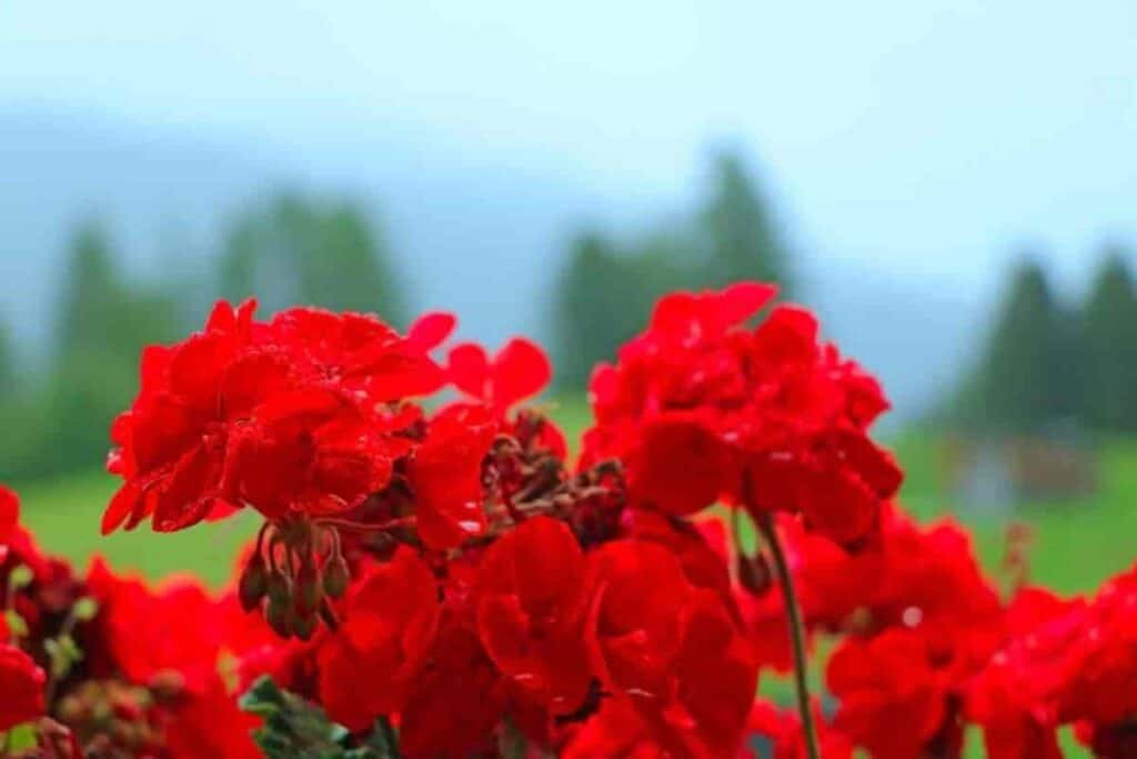 Pint-sized Geraniums