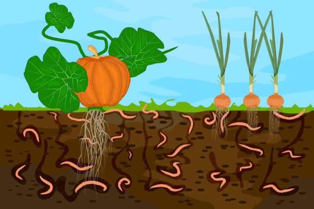 Life Within Soil