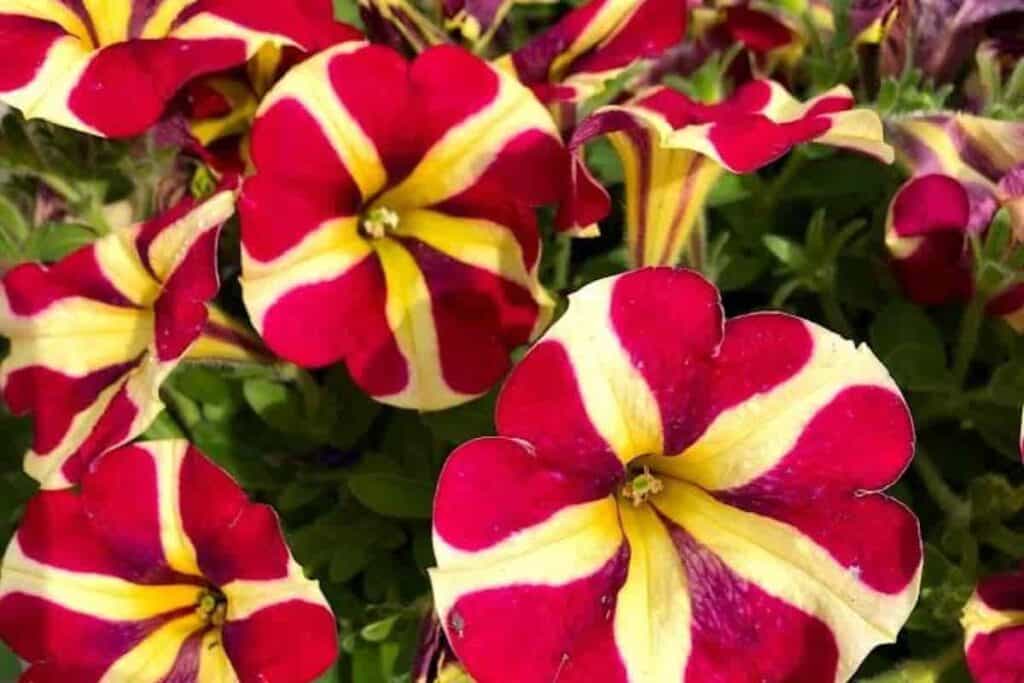 Petunias