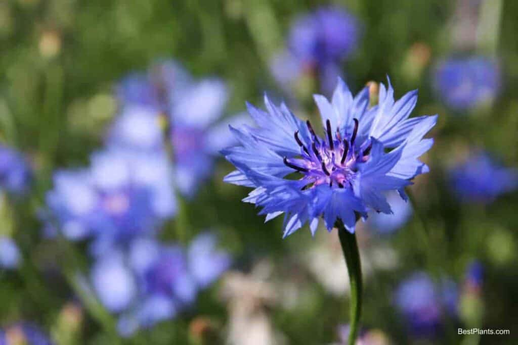 Blue Daffodils
