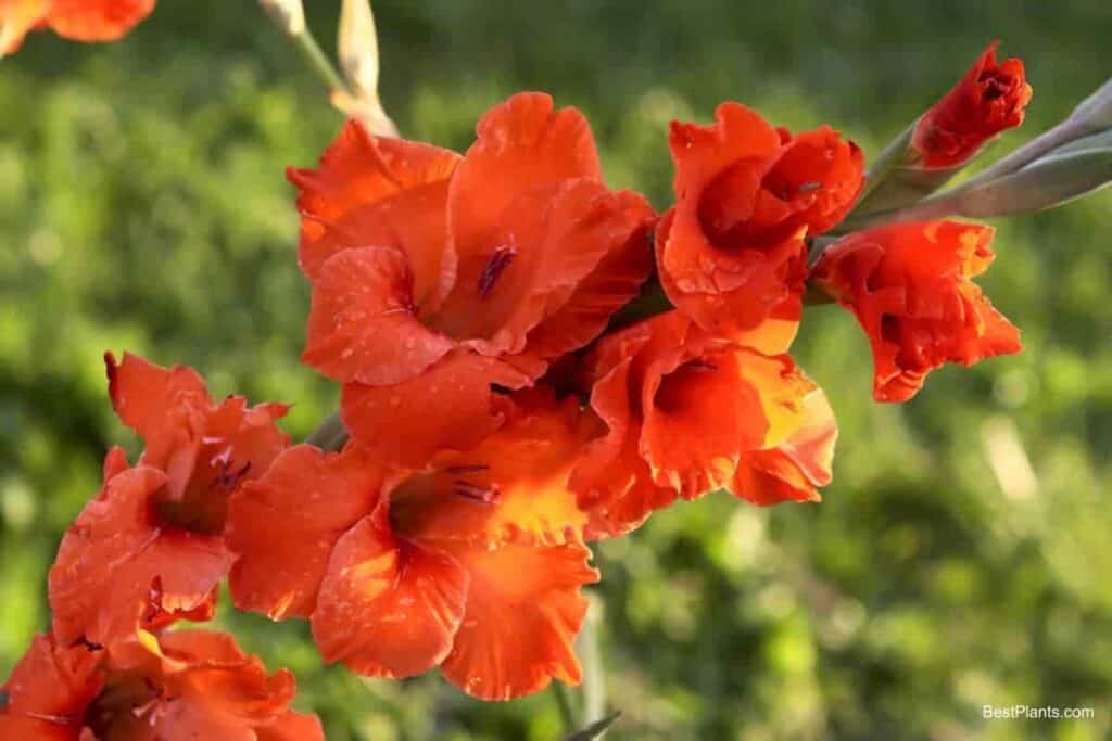 orange flower