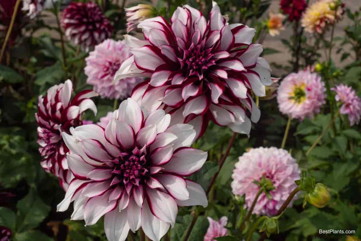 september west coast plant