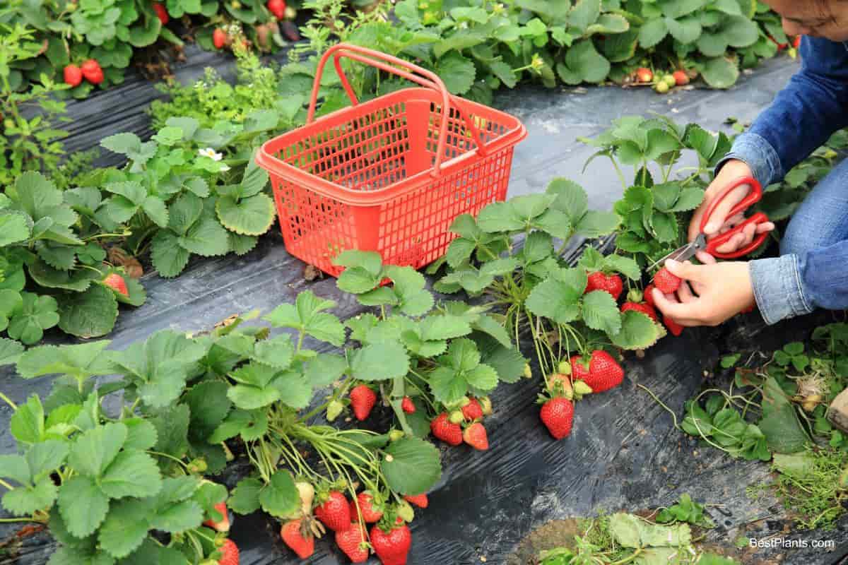 strawberries bed