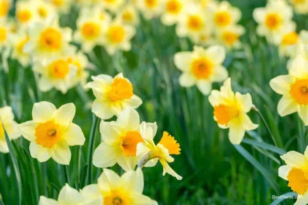 spring vision plant