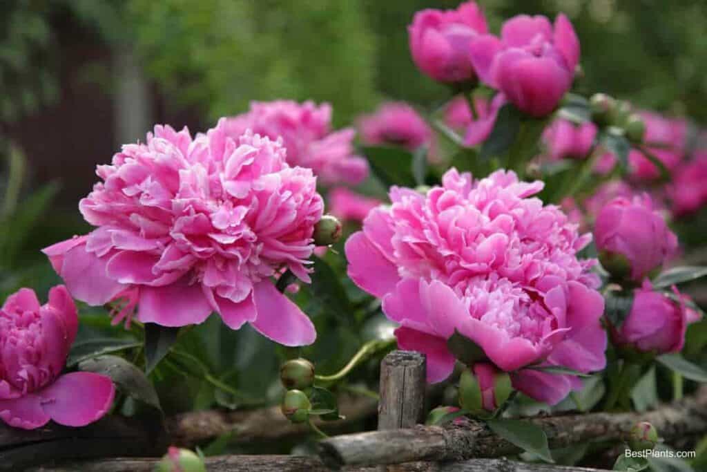 Growing Peonies