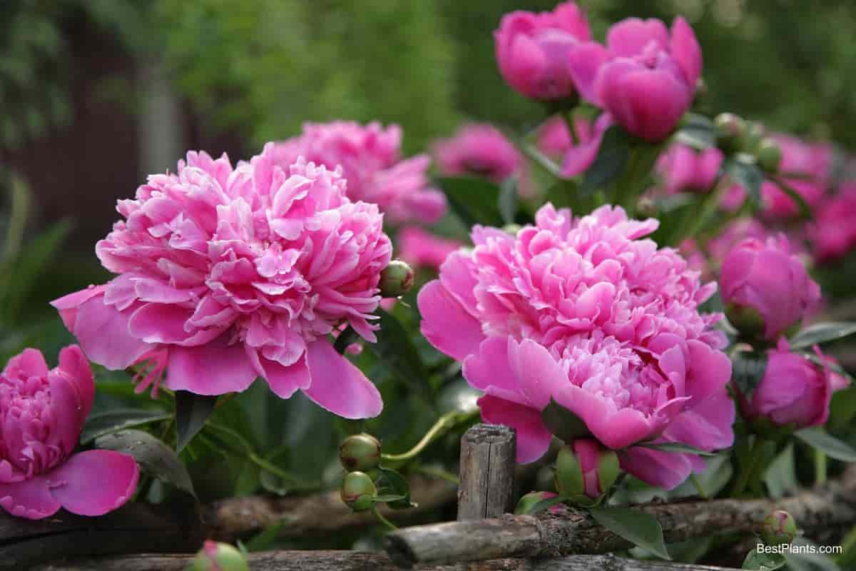Growing Peonies