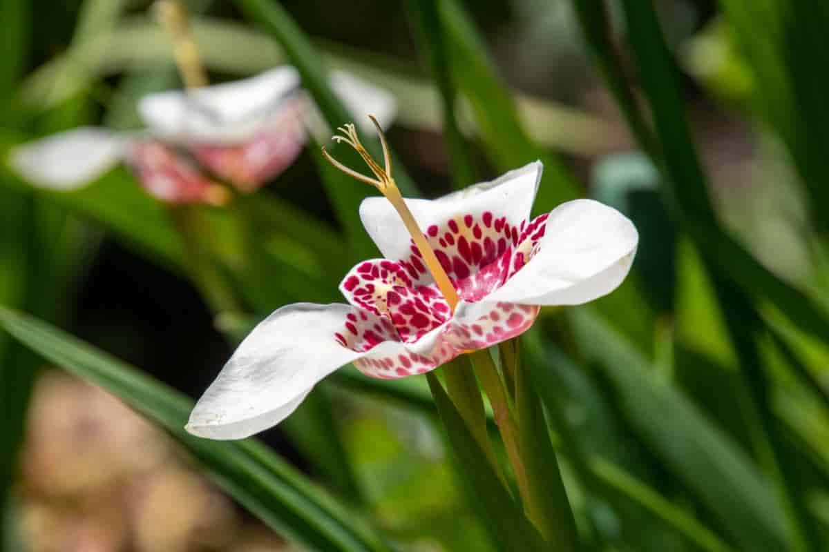 Country Garden