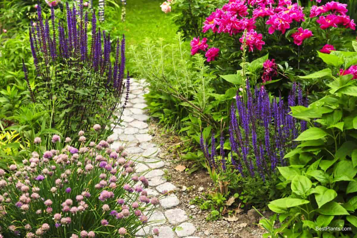 Plants For Pathways