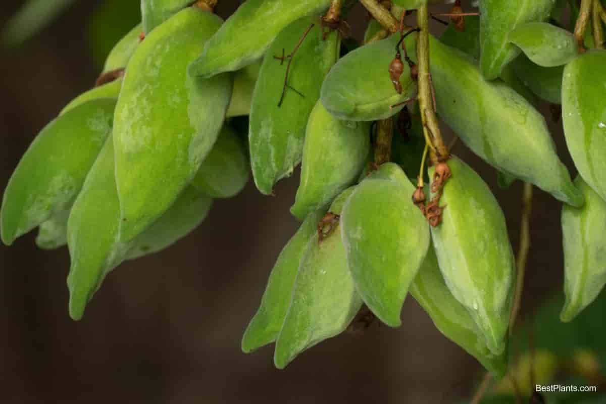 nut trees pleasure palate profit