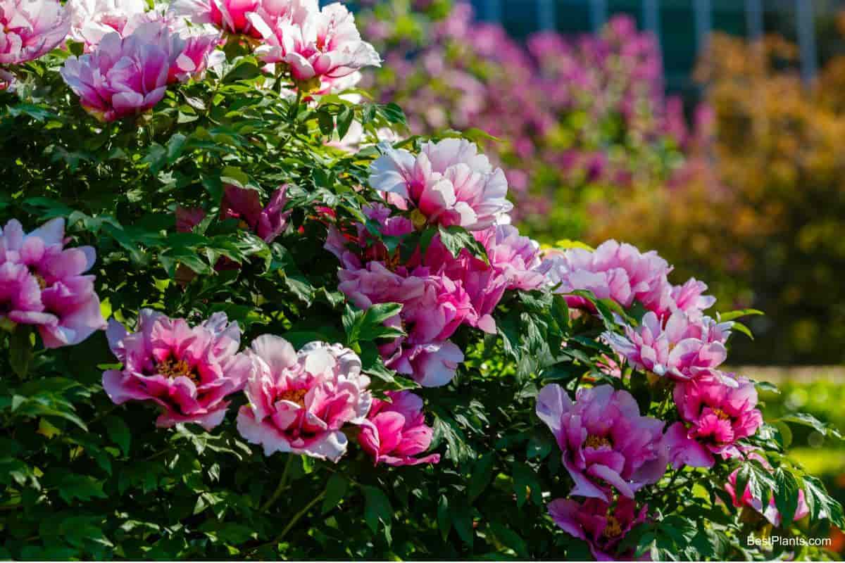 tree peonies questions