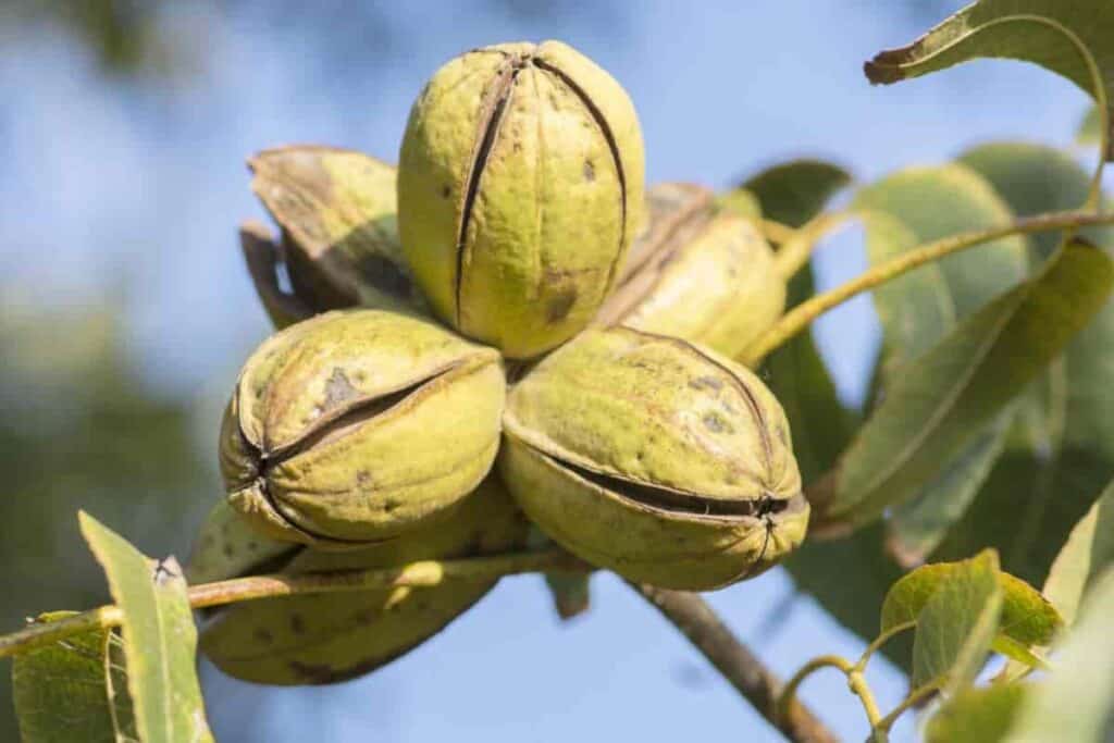 Growing Pecans