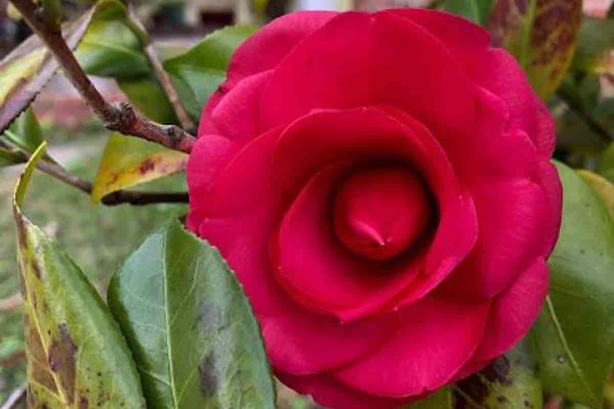 Northward Camellia