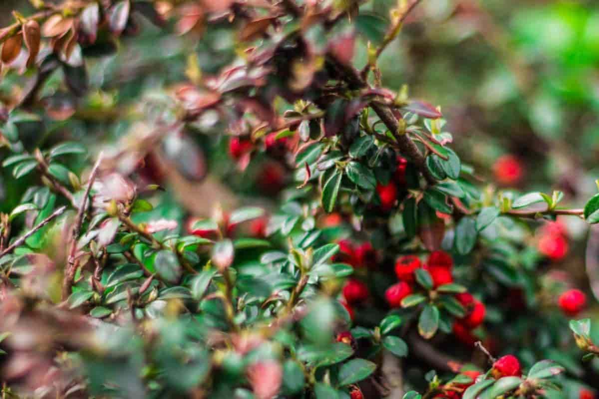 low growing evergreens south