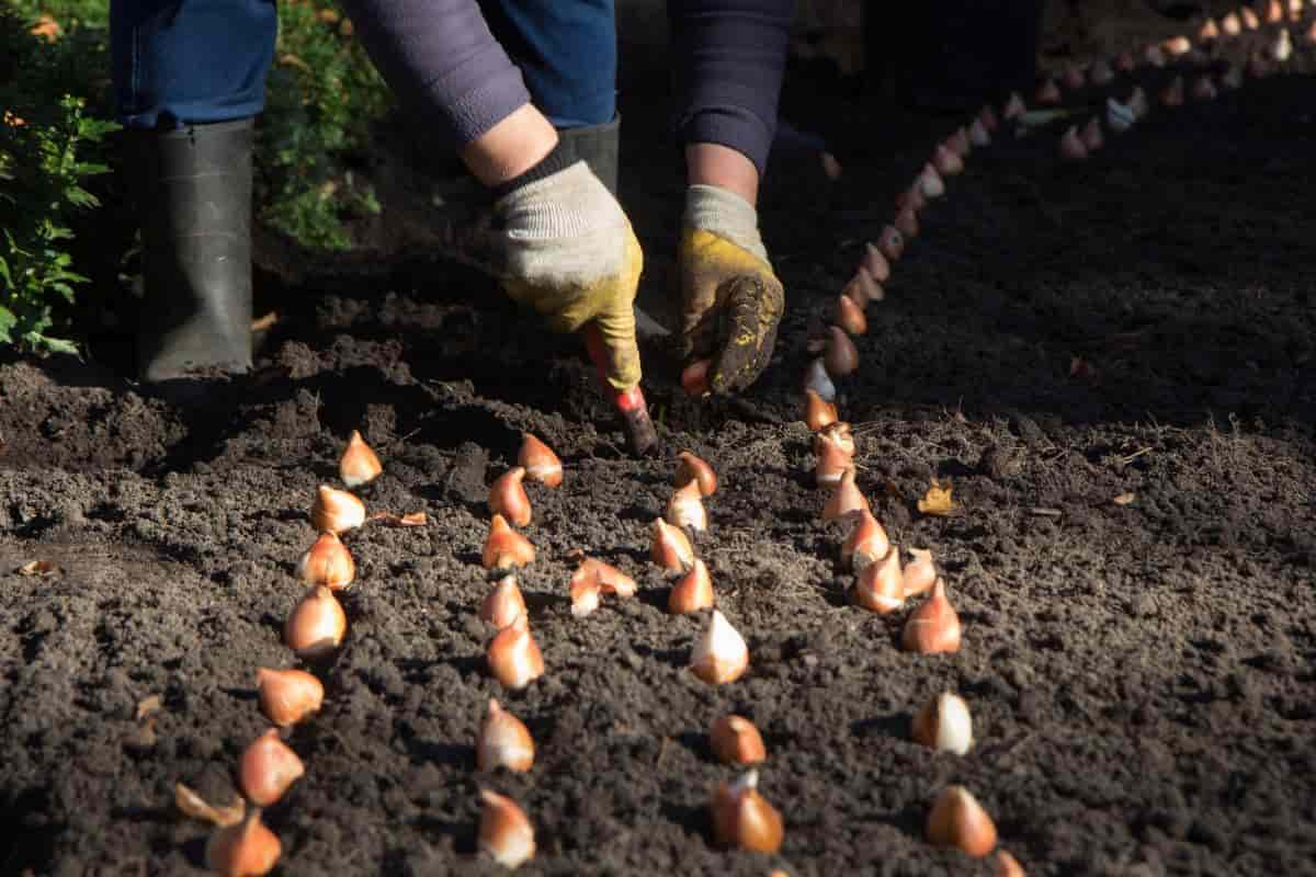 Flower Bulbs