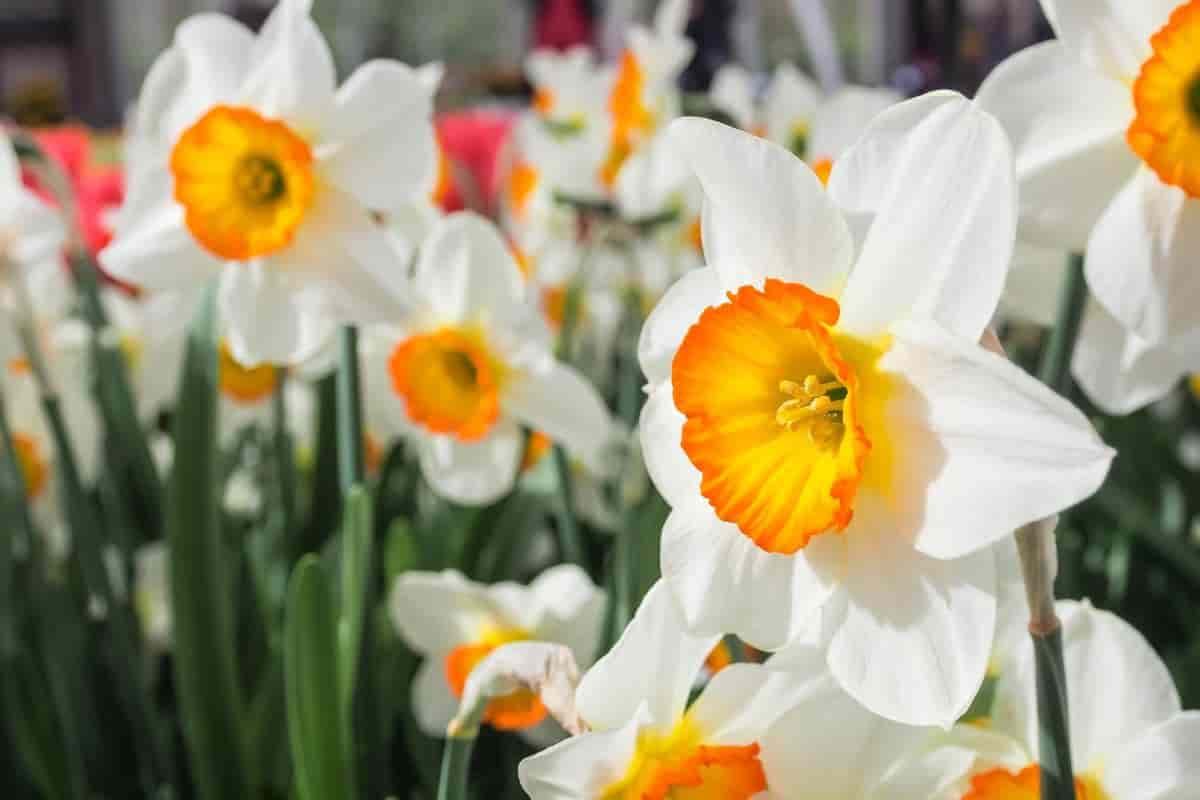 daffodils early spring color bargain