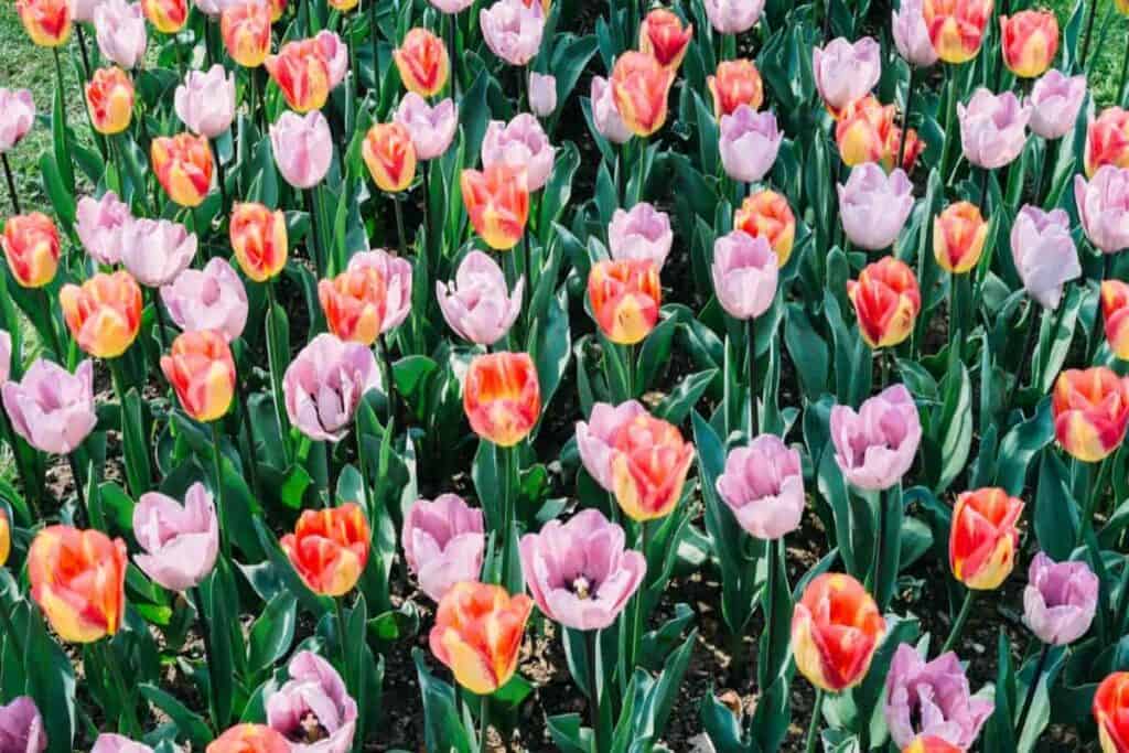 Tulips