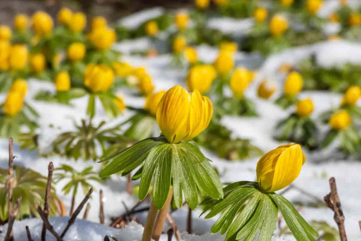 Little Bulbs