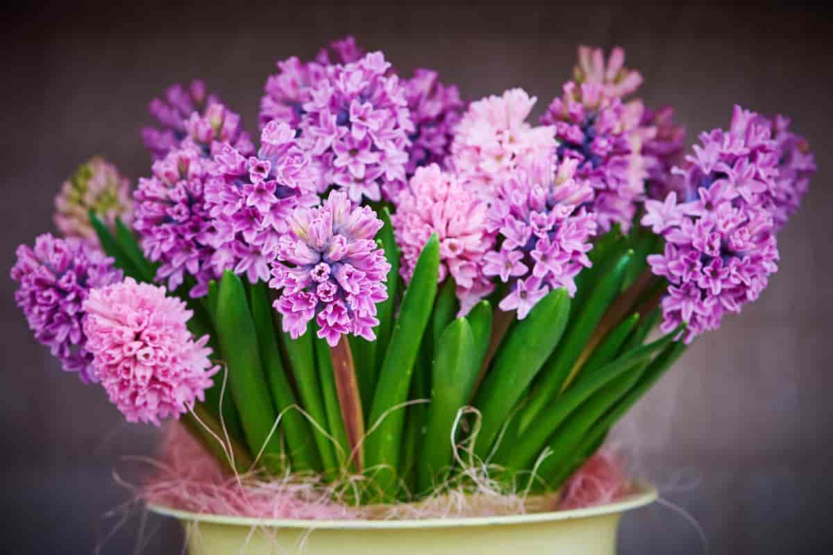 Growing Hyacinths in Sprig