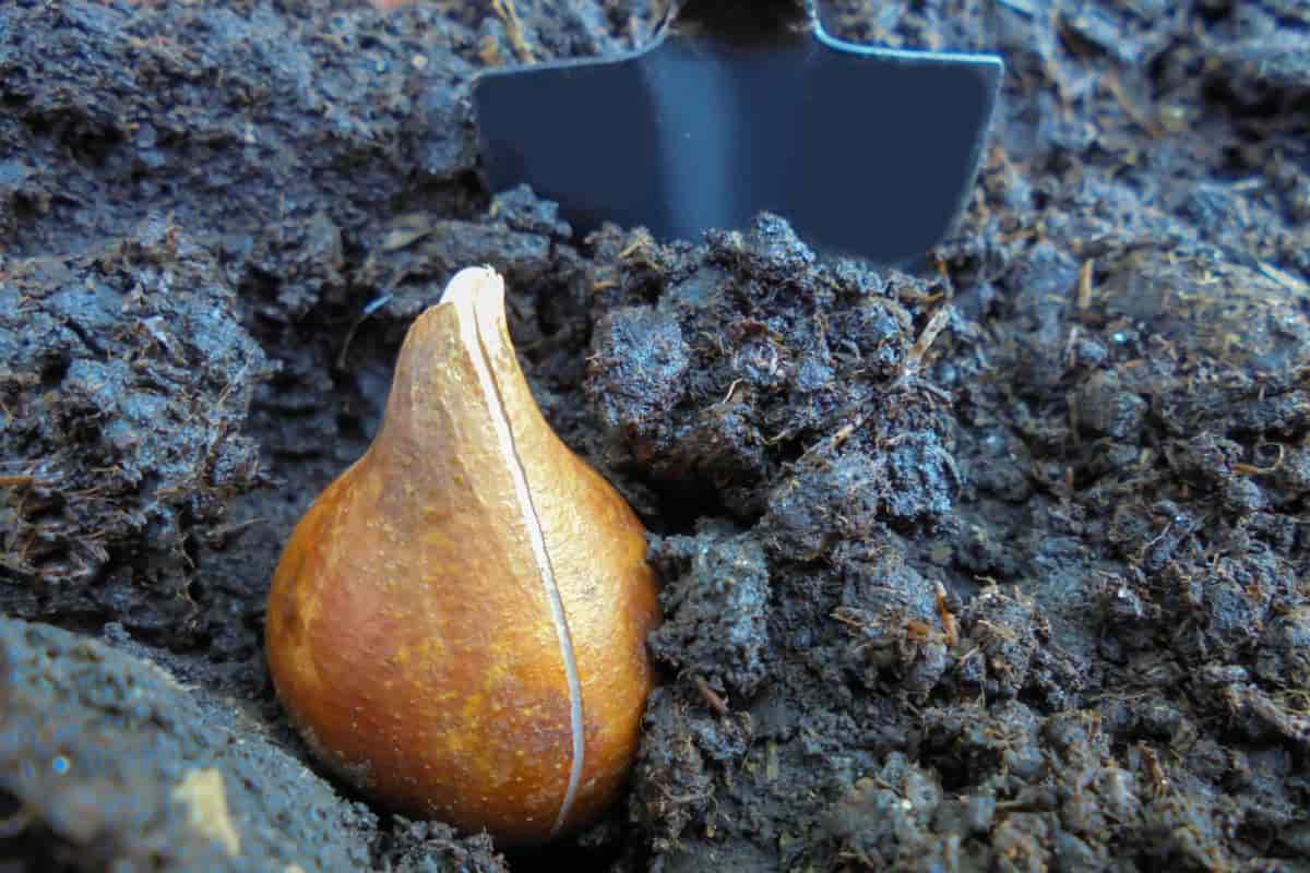 Tulip Planting South