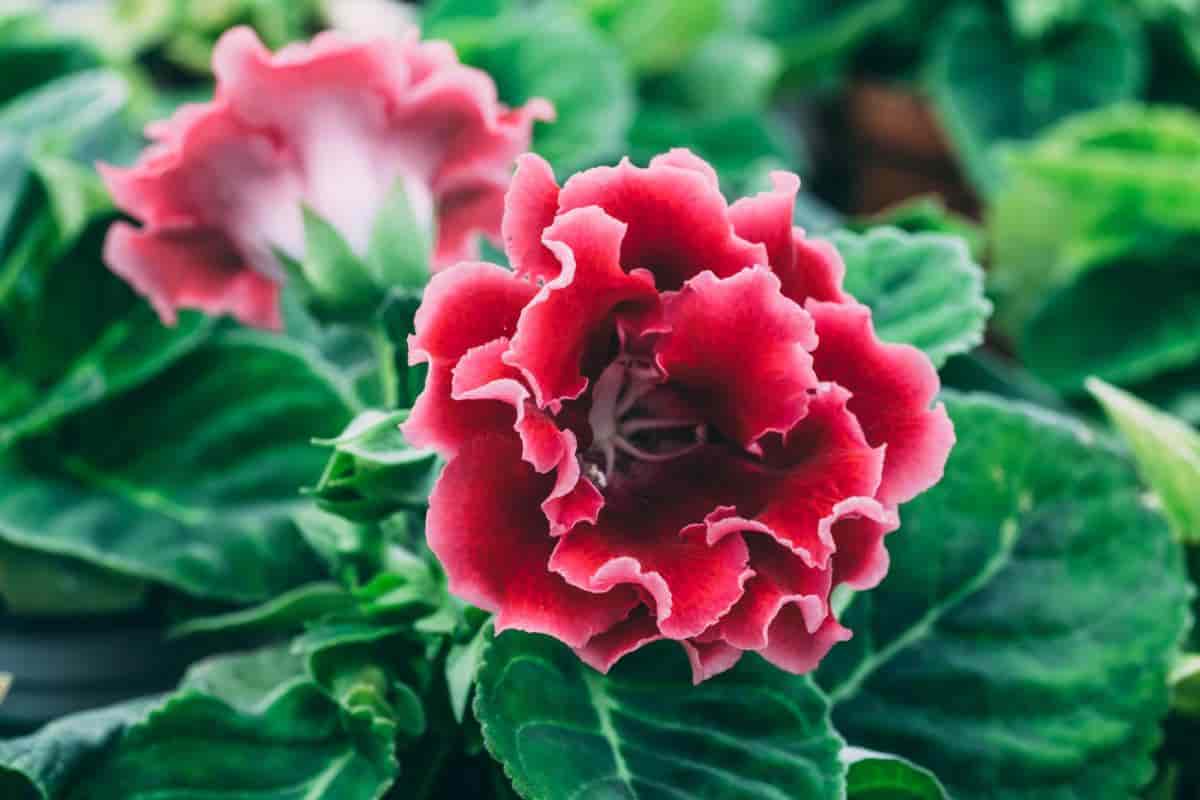 Growing Gloxinia Indoors