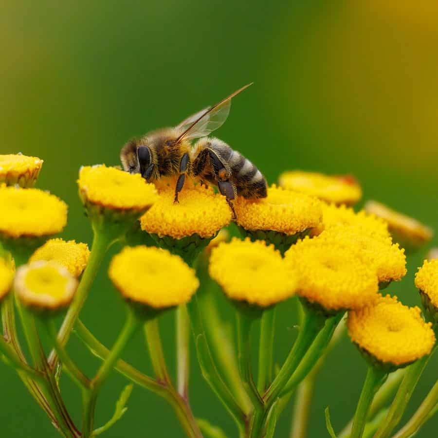 4778-ttlid-3099-friendly-herbicide-safe-for-bees-t1