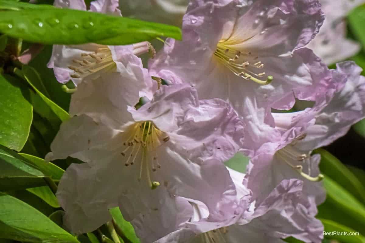 rhododendrons in northwest