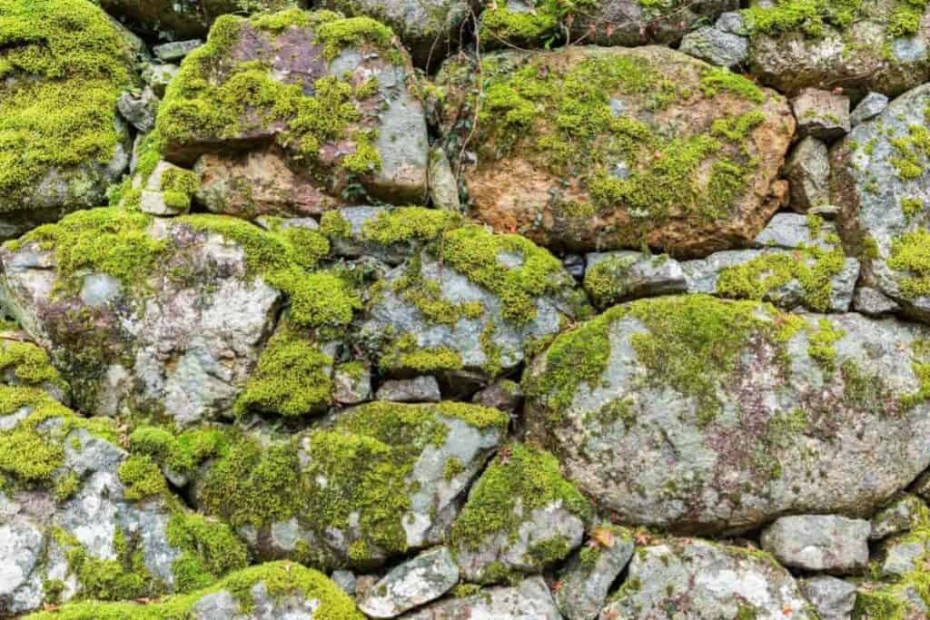 Rock Lichen