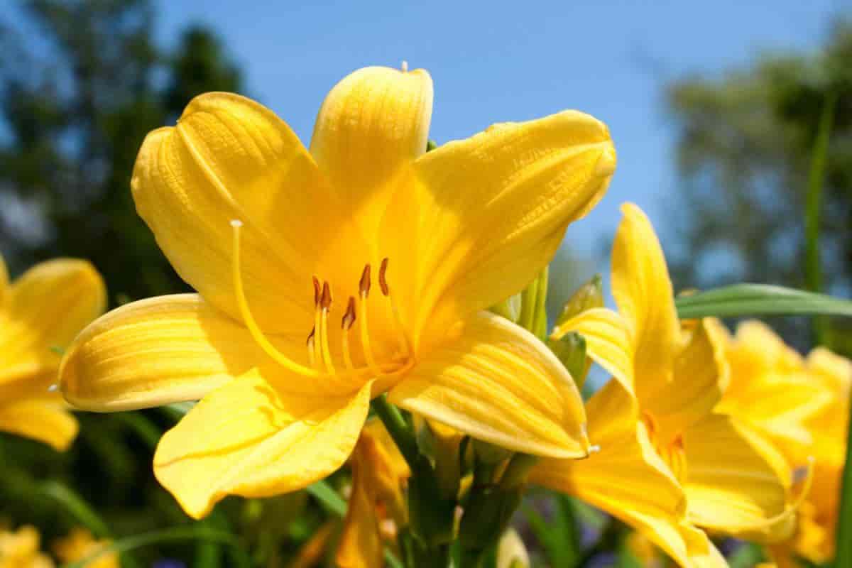 Yellow Lily