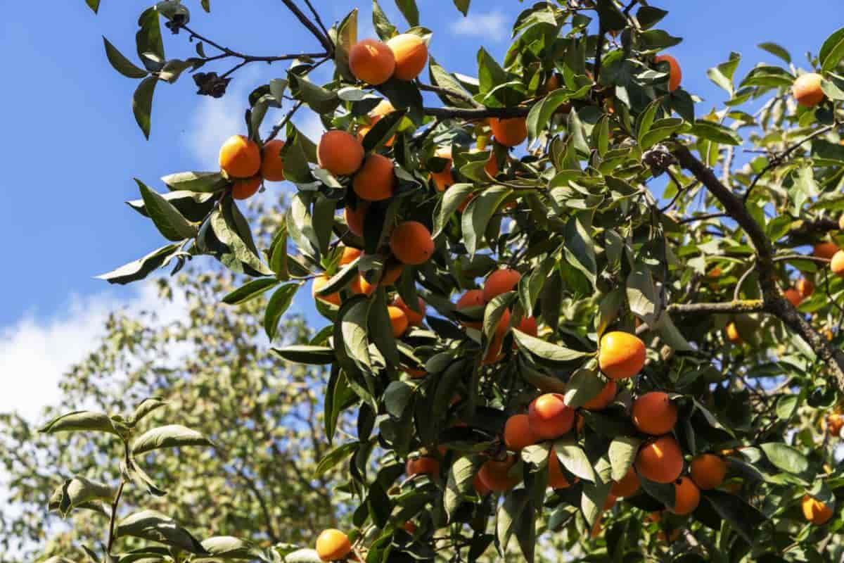 Japanese Persimmon