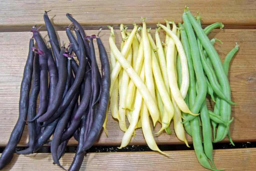 indians heirloom beans