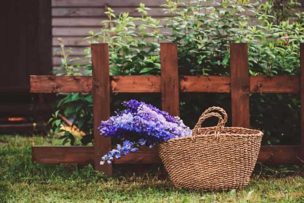 grow delphiniums cuttings best plants