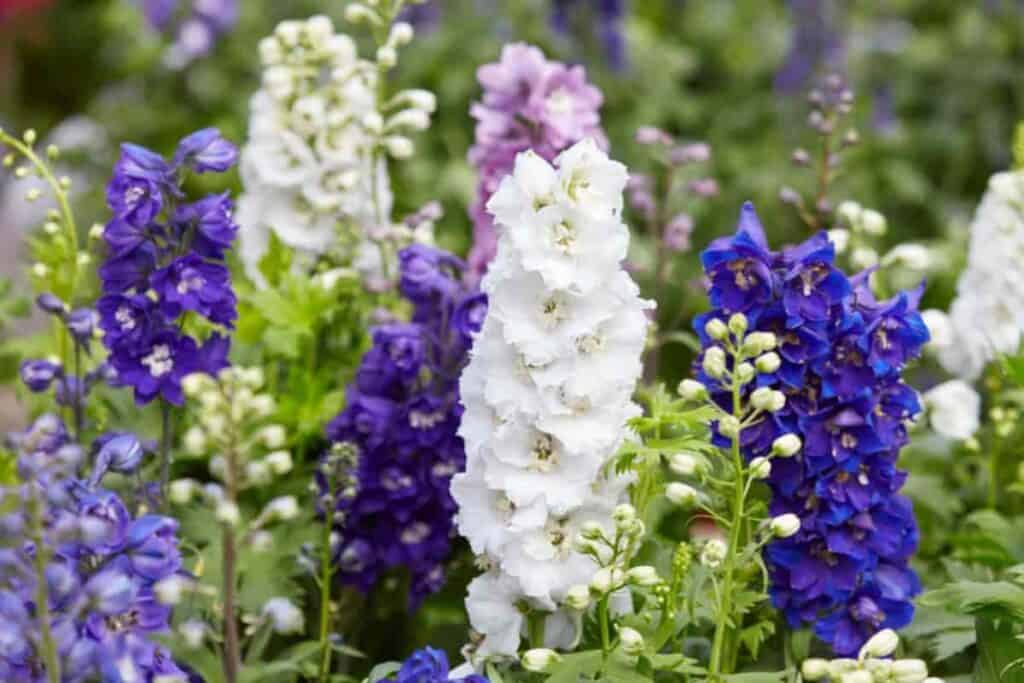 Grow Delphinium