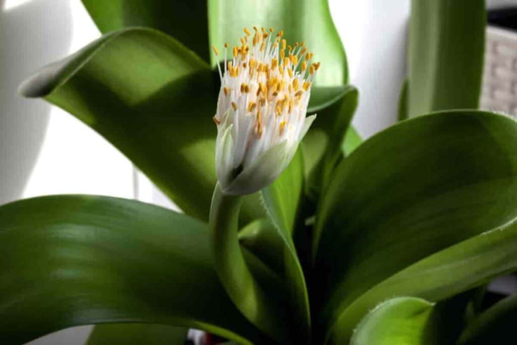Royal Haemanthus