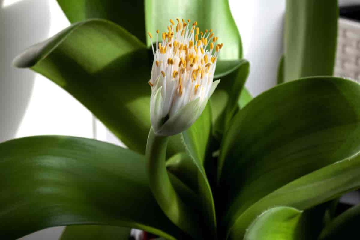 Royal Haemanthus