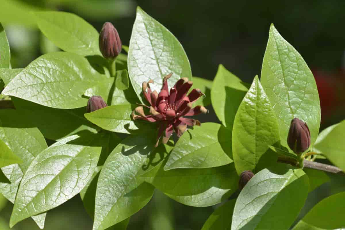 fragrance add brown flowers
