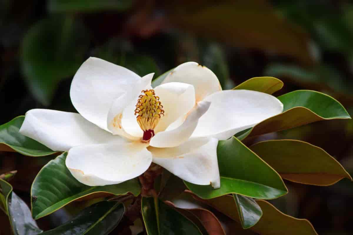 White Fragrant