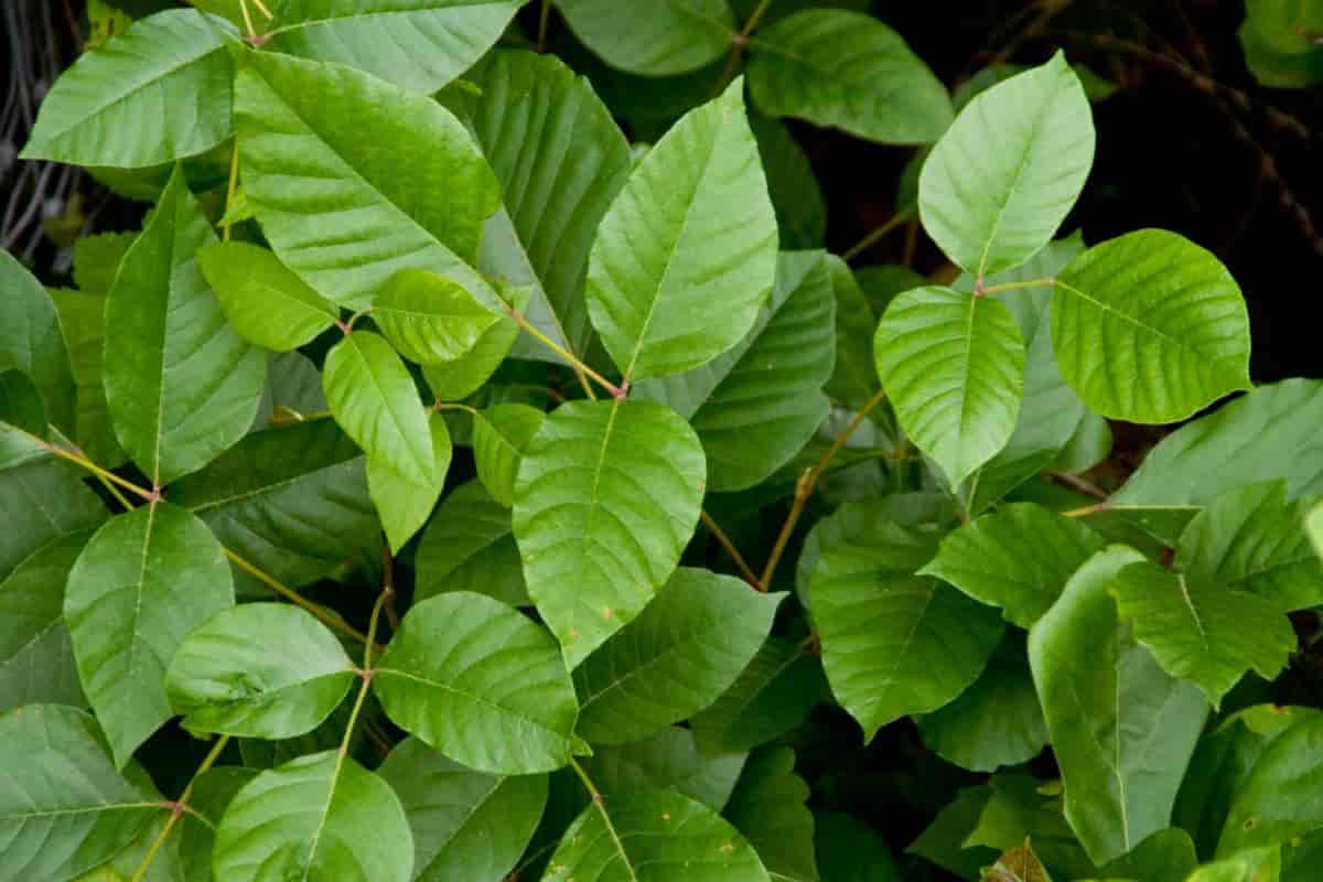 poison ivy controlled