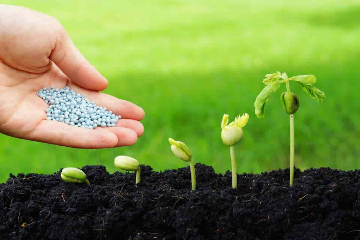 Plant Growth