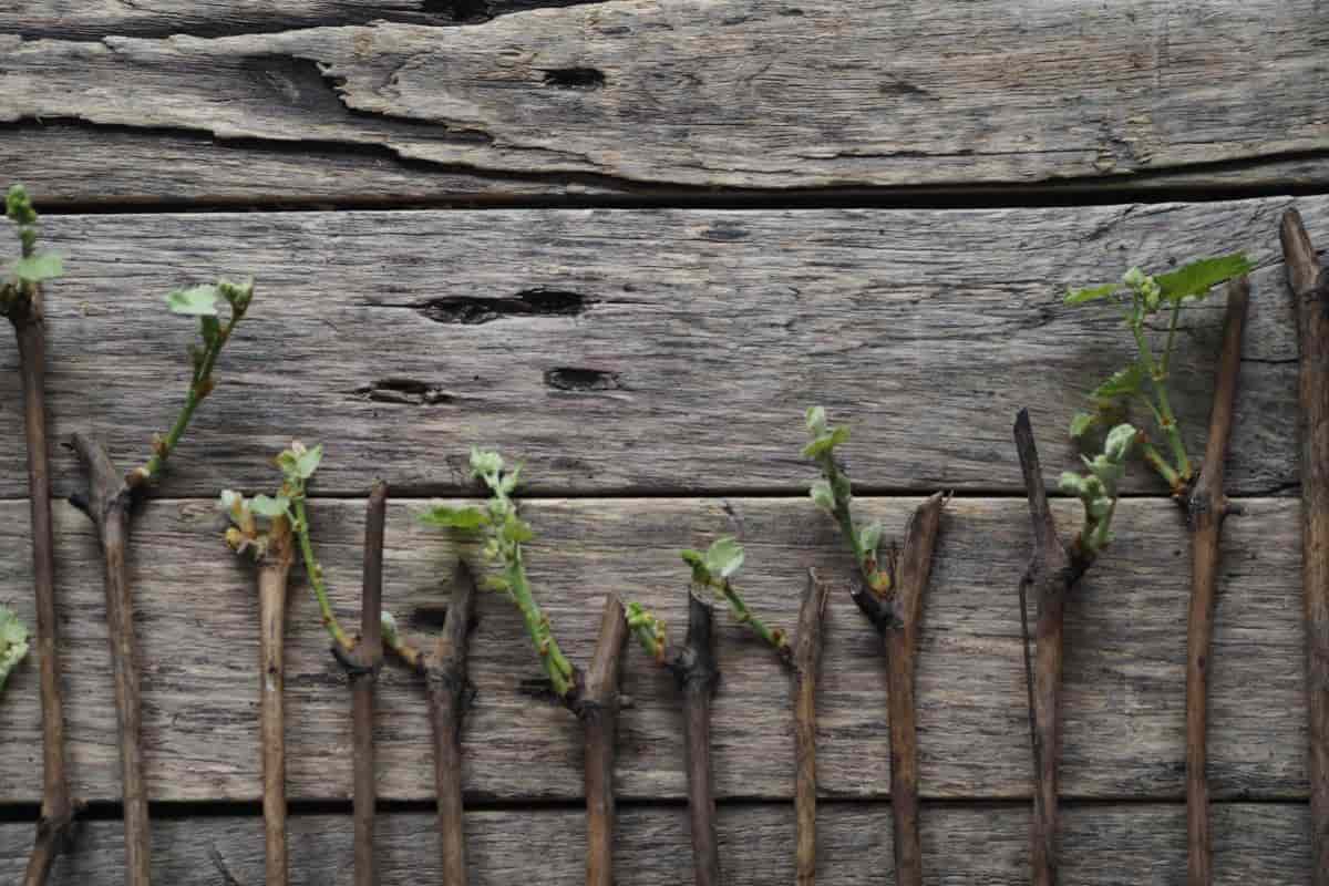 Wood Cuttings