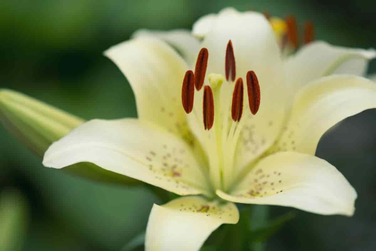 Auratum Lilies